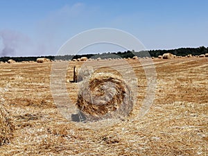Straw bales on the threshed field. photo